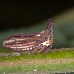 Ceraon vitta (Treehopper) at Paddys River, ACT - 8 Mar 2021 by rawshorty