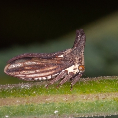 Ceraon vitta (Treehopper) at Paddys River, ACT - 8 Mar 2021 by rawshorty