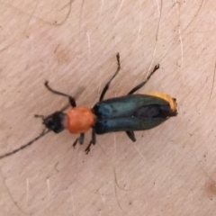 Chauliognathus tricolor (Tricolor soldier beetle) at Monitoring Site 135 - Revegetation - 8 Mar 2021 by Alburyconservationcompany