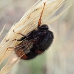 Pterodontia mellii (Hunchback Fly, Small-headed Fly) at Cook, ACT - 8 Mar 2021 by CathB