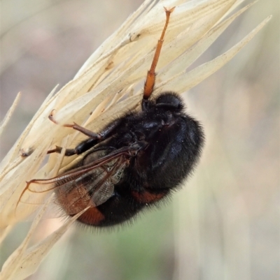 Pterodontia mellii (Hunchback Fly, Small-headed Fly) at Cook, ACT - 7 Mar 2021 by CathB