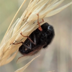 Pterodontia mellii at Cook, ACT - 8 Mar 2021