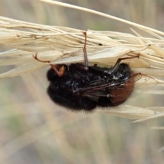 Pterodontia mellii at Cook, ACT - 8 Mar 2021