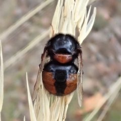 Pterodontia mellii at Cook, ACT - 8 Mar 2021