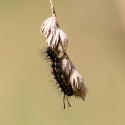 Lymantriinae (subfamily) (Unidentified tussock moths) at Felltimber Creek NCR - 8 Mar 2021 by Kyliegw