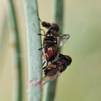Platystomatidae (family) (Unidentified signal fly) at Cook, ACT - 8 Mar 2021 by CathB
