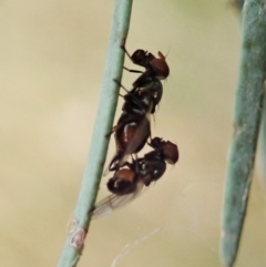 Platystomatidae (family) at Cook, ACT - 8 Mar 2021