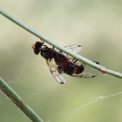 Platystomatidae (family) at Cook, ACT - 8 Mar 2021 09:20 AM