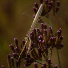 Tenodera australasiae (Purple-winged mantid) at Queanbeyan East, NSW - 7 Mar 2021 by Speedsta