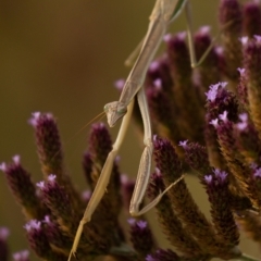 Tenodera australasiae at Queanbeyan East, NSW - 7 Mar 2021