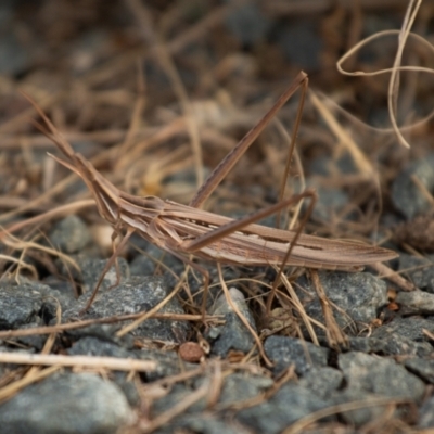 Acrida conica (Giant green slantface) at Queanbeyan River - 7 Mar 2021 by Speedsta