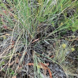 Corunastylis cornuta at Aranda, ACT - suppressed