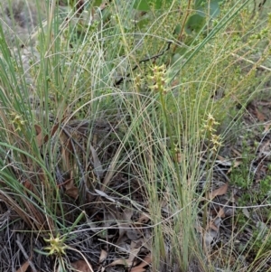 Corunastylis cornuta at Aranda, ACT - suppressed