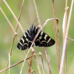 Comocrus behri (Mistletoe Day Moth) at Felltimber Creek NCR - 8 Mar 2021 by Kyliegw