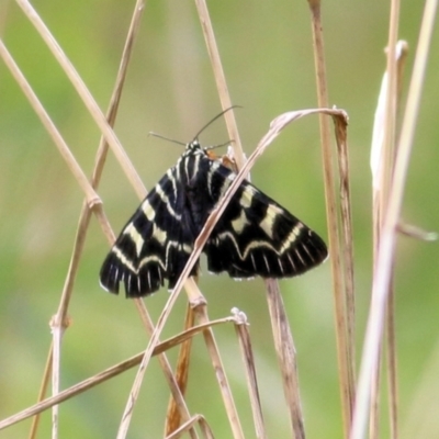 Comocrus behri (Mistletoe Day Moth) at Felltimber Creek NCR - 8 Mar 2021 by KylieWaldon