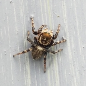 Maratus griseus at Holt, ACT - 8 Mar 2021