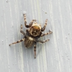 Maratus griseus at Holt, ACT - 8 Mar 2021