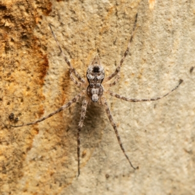 Tamopsis fickerti (Two-tailed spider) at Bruce, ACT - 7 Mar 2021 by Roger