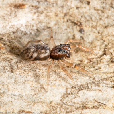 Arasia mollicoma (Flat-white Jumping Spider) at Bruce, ACT - 7 Mar 2021 by Roger