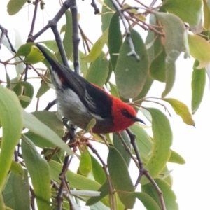 Myzomela sanguinolenta at Tennent, ACT - 8 Mar 2021