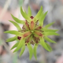 Corunastylis cornuta (Horned Midge Orchid) at Holt, ACT - 27 Feb 2021 by CathB