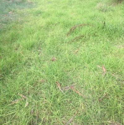 Cenchrus clandestinus (Kikuyu Grass) at Wodonga - 8 Mar 2021 by Alburyconservationcompany