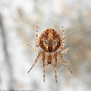 Araneidae (family) at Bruce, ACT - 8 Mar 2021 10:00 AM