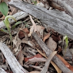 Diplodium truncatum (Little Dumpies, Brittle Greenhood) at Cook, ACT - 27 Feb 2021 by CathB