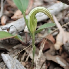 Diplodium truncatum at Cook, ACT - suppressed