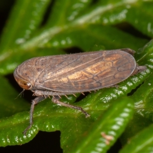 Neotartessus flavipes at Paddys River, ACT - 8 Mar 2021 10:13 AM