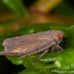 Neotartessus flavipes at Paddys River, ACT - 8 Mar 2021 10:13 AM