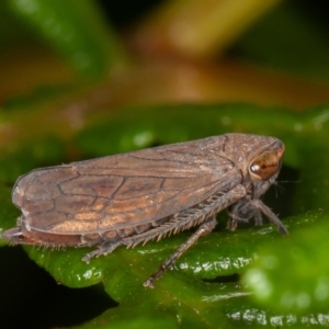 Neotartessus flavipes at Paddys River, ACT - 8 Mar 2021