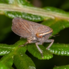 Neotartessus flavipes at Paddys River, ACT - 8 Mar 2021