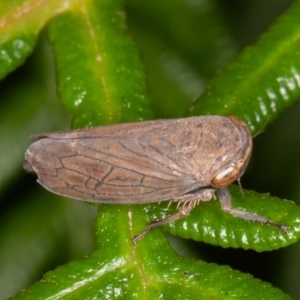 Neotartessus flavipes at Paddys River, ACT - 8 Mar 2021 10:13 AM