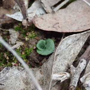 Diplodium ampliatum at Cook, ACT - suppressed