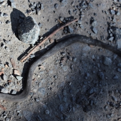 Drysdalia rhodogaster (Mustard-bellied Snake) at Bundanoon - 6 Mar 2021 by Sarah2019