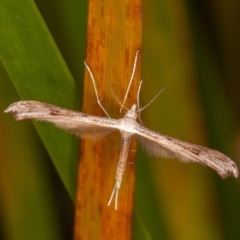 Platyptilia celidotus (Plume Moth) at Paddys River, ACT - 7 Mar 2021 by rawshorty