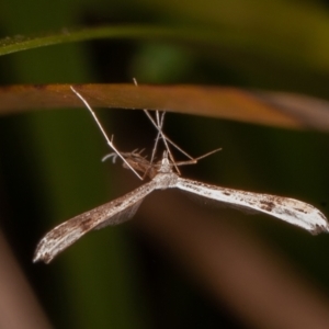 Platyptilia celidotus at Paddys River, ACT - 8 Mar 2021