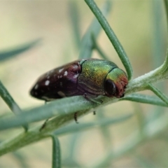 Diphucrania leucosticta at Holt, ACT - 3 Mar 2021 06:00 PM