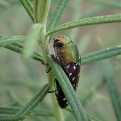 Diphucrania leucosticta at Holt, ACT - 3 Mar 2021