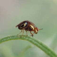 Steganopsis melanogaster (A lauxaniid fly) at Cook, ACT - 27 Feb 2021 by CathB