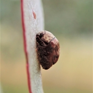 Elaphodes sp. (genus) at Cook, ACT - suppressed