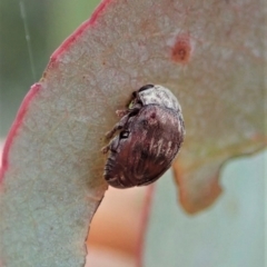 Elaphodes sp. (genus) at Cook, ACT - suppressed