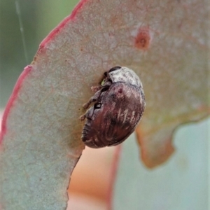 Elaphodes sp. (genus) at Cook, ACT - suppressed