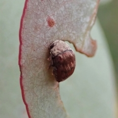 Elaphodes sp. (genus) at Cook, ACT - suppressed