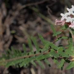 Pimelea linifolia subsp. collina (Slender Rice-flower) at Bundanoon, NSW - 6 Mar 2021 by Sarah2019