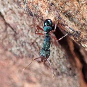 Rhytidoponera aspera at Cook, ACT - 10 Feb 2021