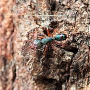 Rhytidoponera aspera at Cook, ACT - 10 Feb 2021 11:20 AM