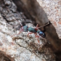 Rhytidoponera aspera at Cook, ACT - 10 Feb 2021