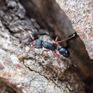 Rhytidoponera aspera at Cook, ACT - 10 Feb 2021 11:20 AM